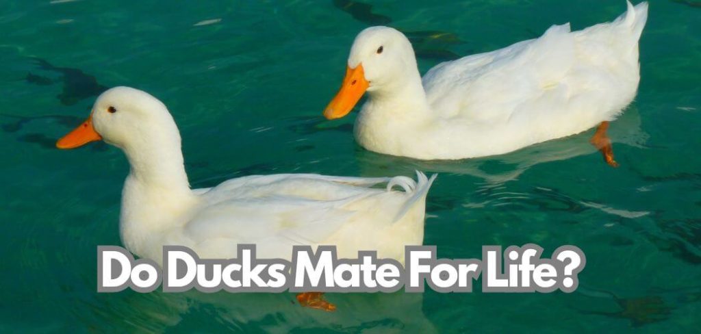 Do Ducks Mate For Life