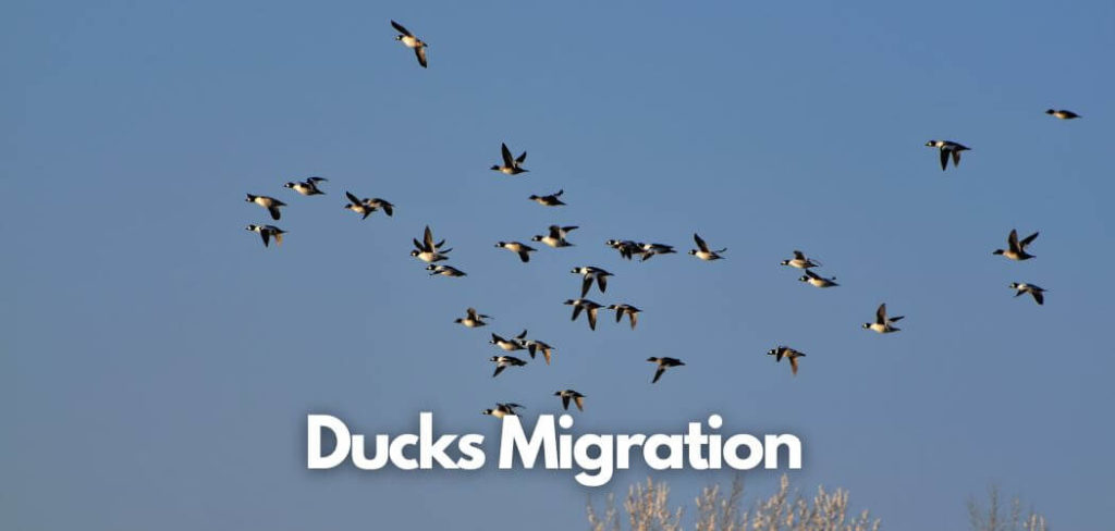 do ducks migrate