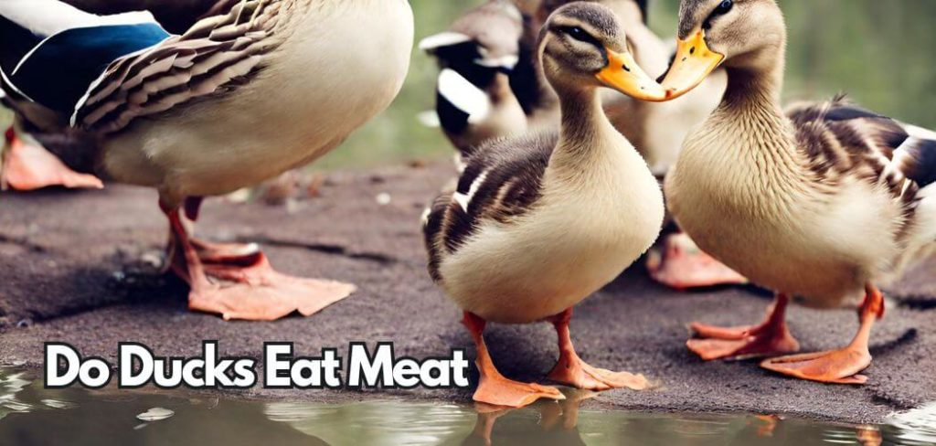 Do Ducks Eat Meat