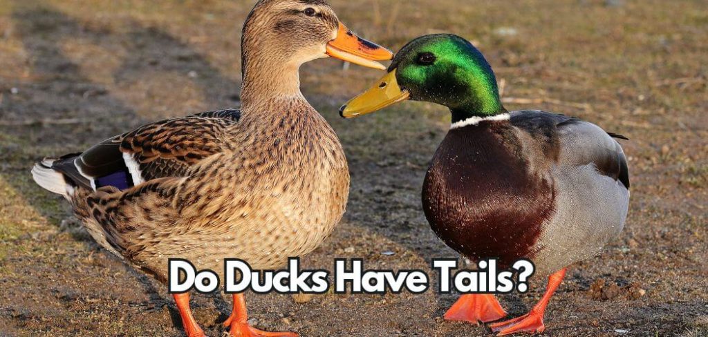 Do Ducks Have Tails