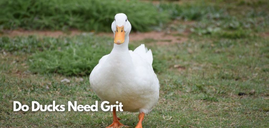 Do Ducks Need Grit