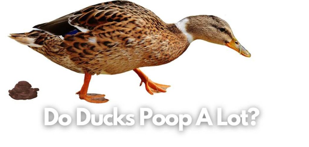 Do Ducks Poop A Lot