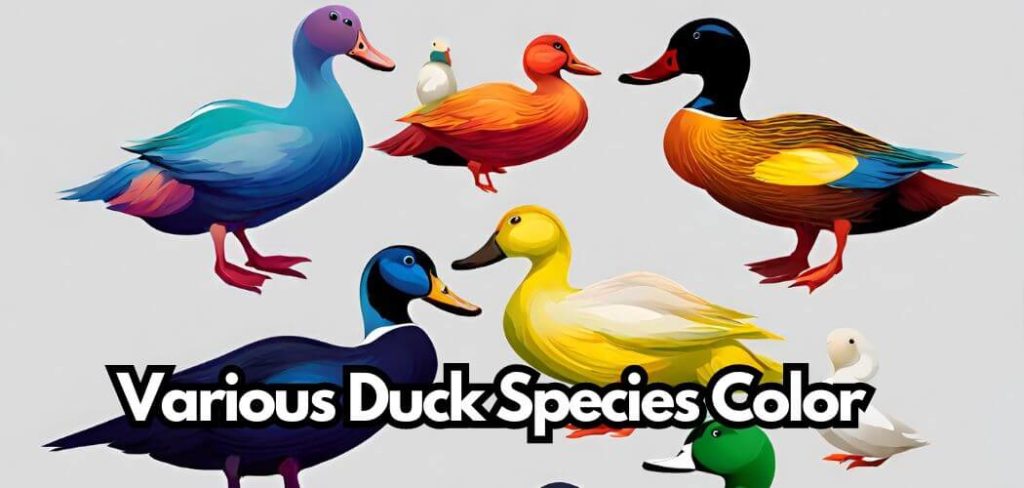 Ducks Color Changes And Variations (Explained) – Wingshero