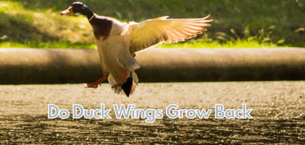 Do Duck Wings Grow Back