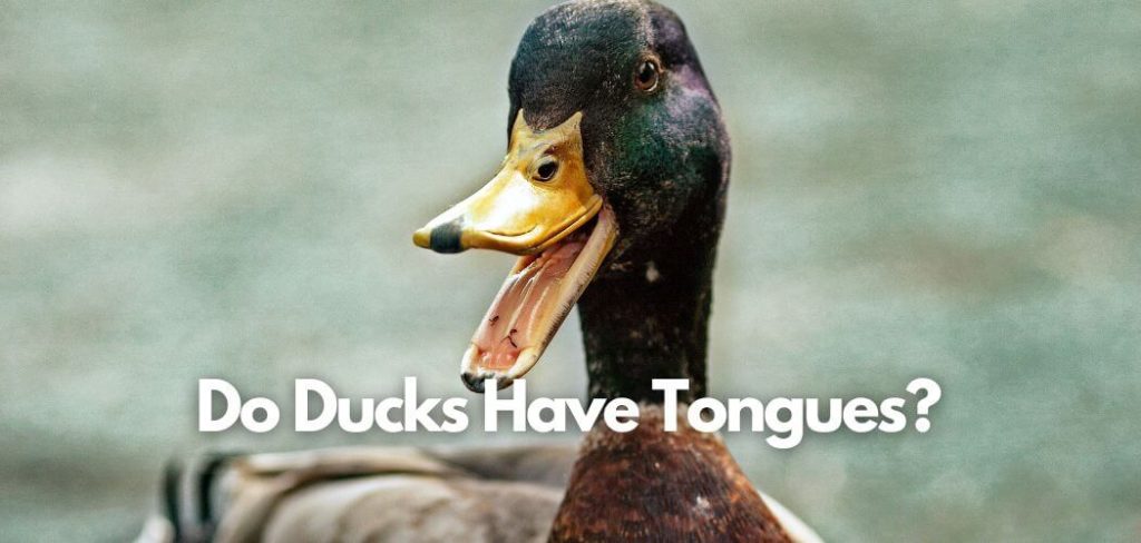 Do Ducks Have Tongues