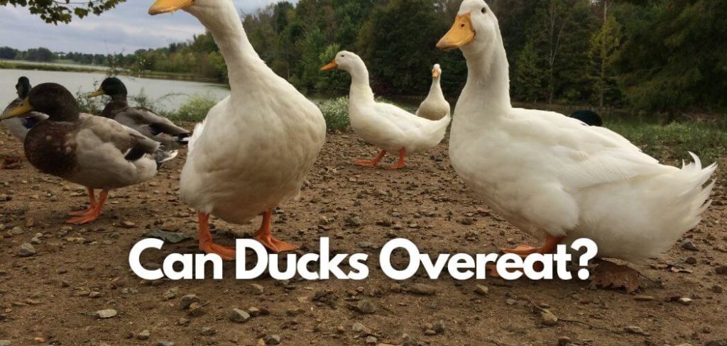 Do Ducks Overeat