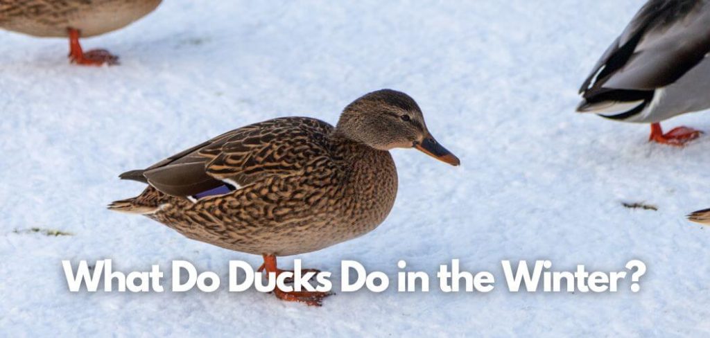 What Do Ducks Do In The Winter