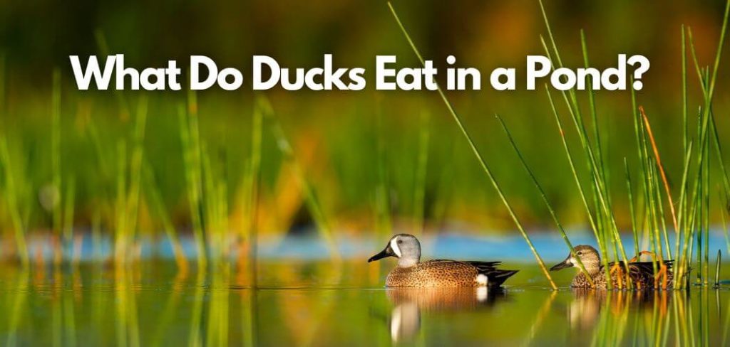 What Do Ducks Eat in a Pond